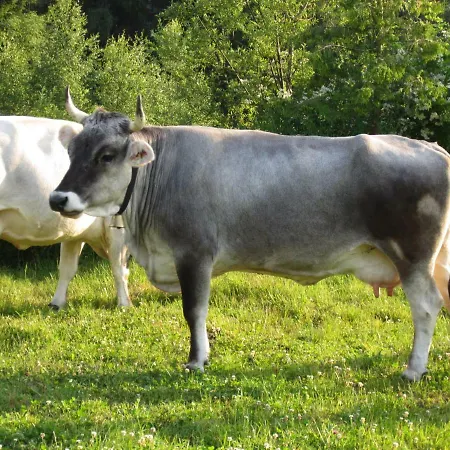 Apartamento Knusperhaeuschen *