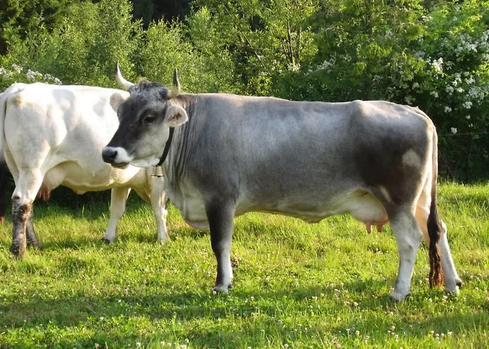 Apartamento Knusperhaeuschen *